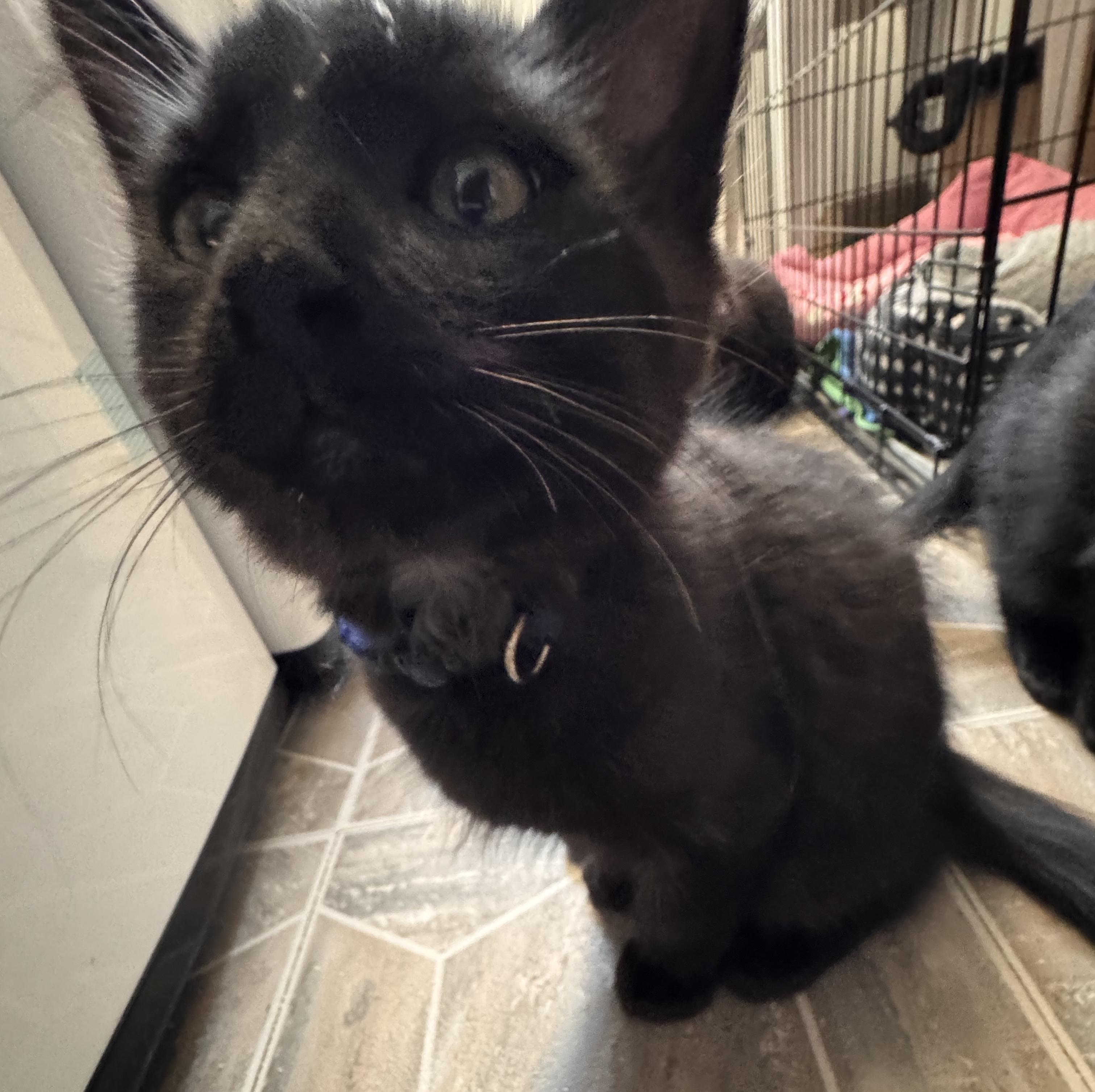 Enlarge Posh Spice, an adopted Domestic Long Hair in Midvale, UT image 3/3