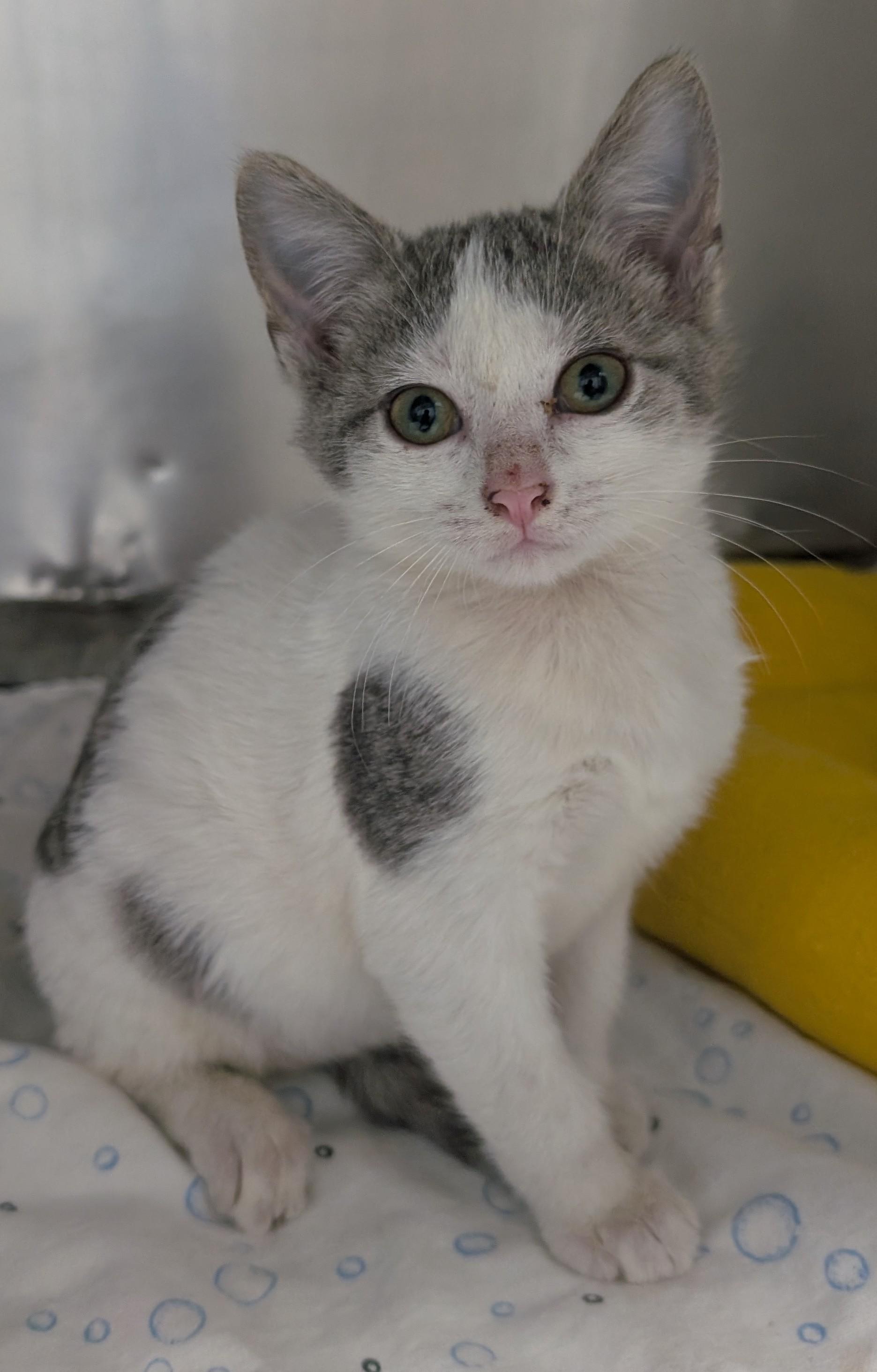 Enlarge Betsy, a Adoptable Domestic Short Hair in New Ulm, MN image 1/1
