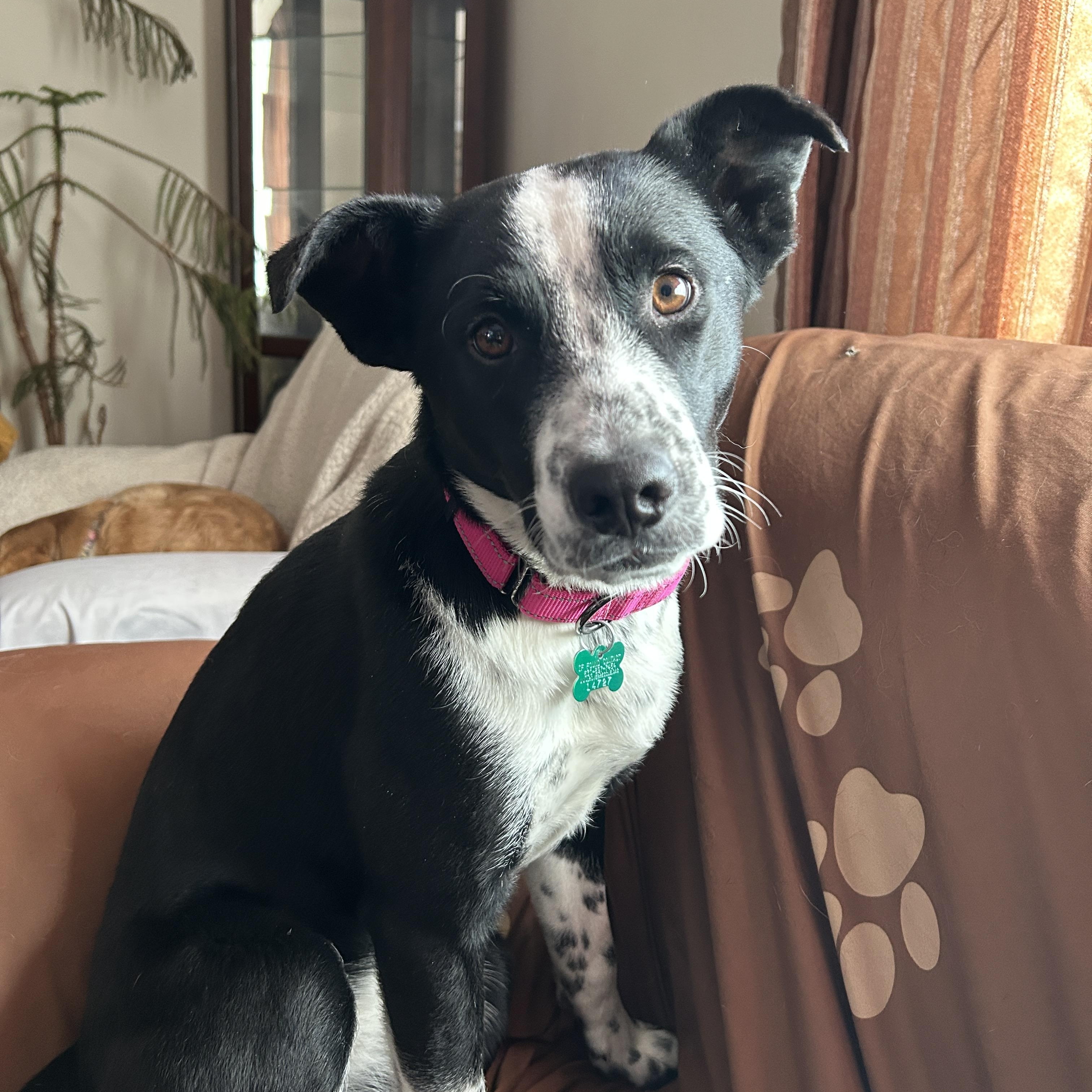 Adelaide, ADOPTABLE, Young Female Australian Cattle Dog / Blue Heeler.