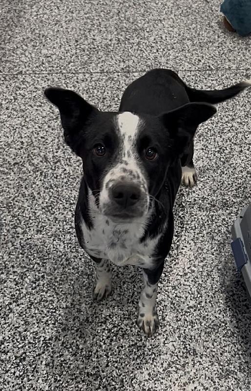 Adelaide, ADOPTABLE, Young Female Australian Cattle Dog / Blue Heeler.