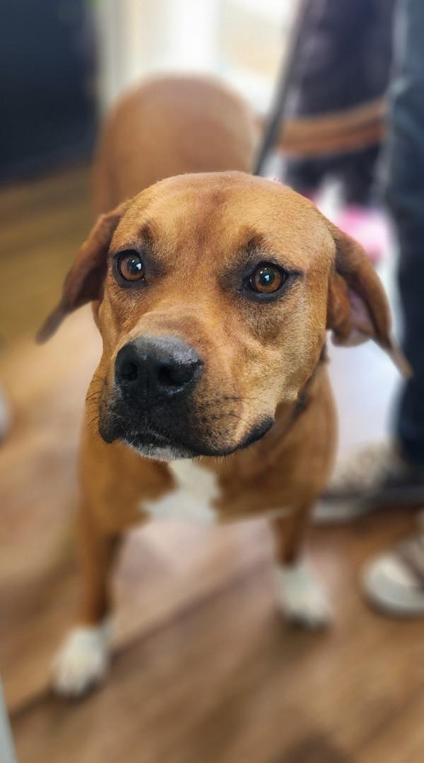 Emogene, Adoptable, Adult Female Hound.