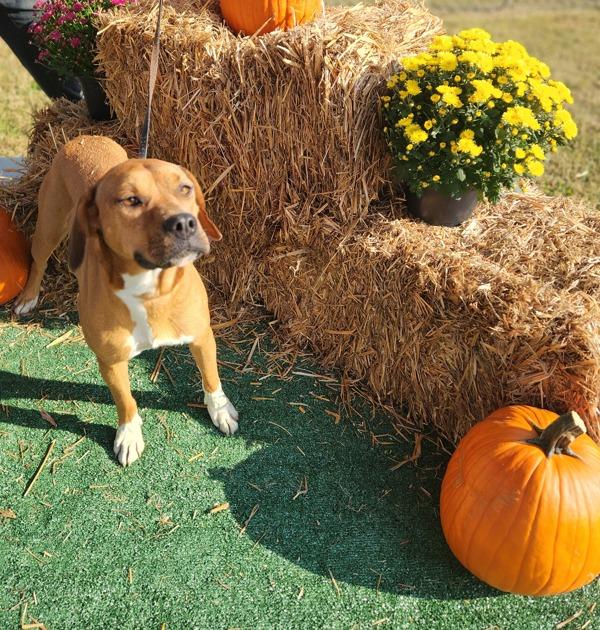 Enlarge Emogene, a Adoptable mixed breed in Cleveland, TN image 2/3