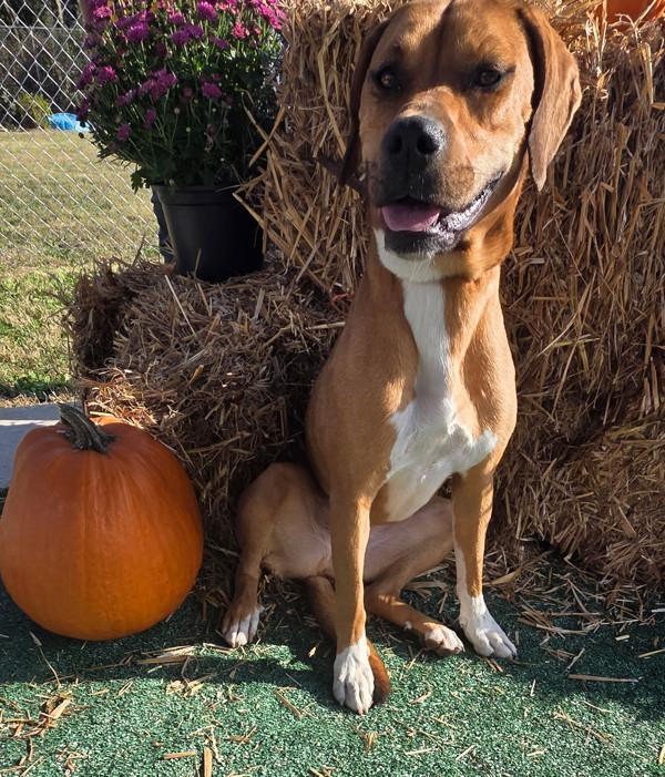 Enlarge Emogene, a Adoptable mixed breed in Cleveland, TN image 3/3