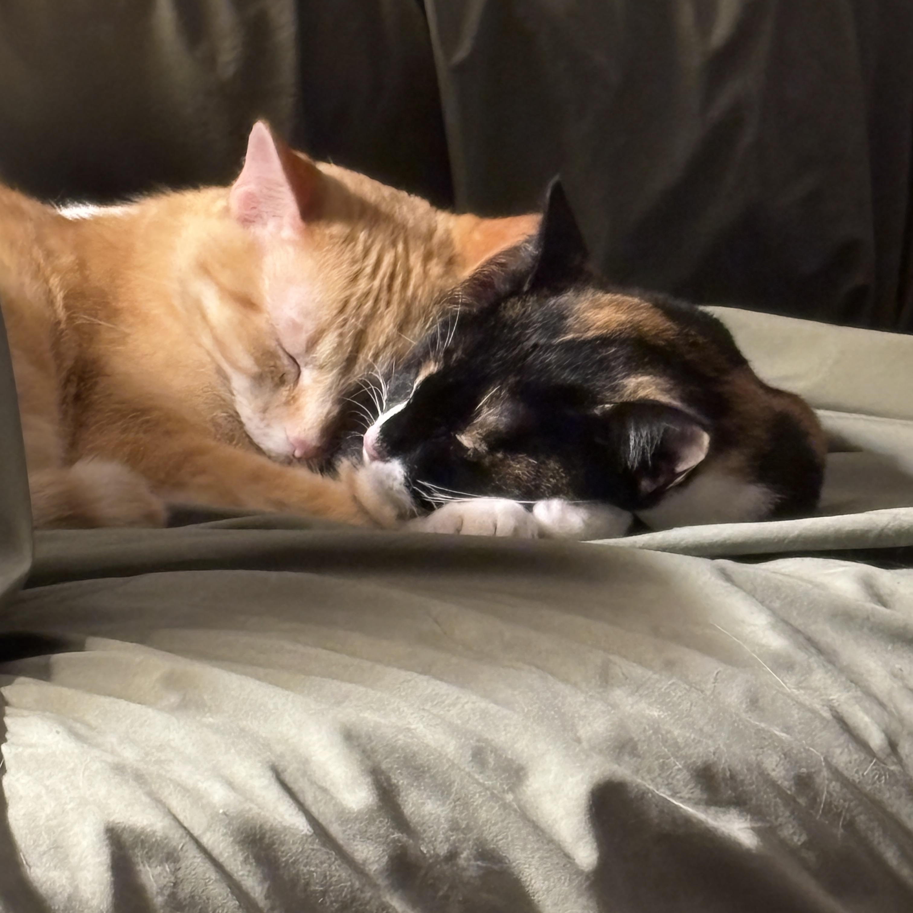 Franny, a Adoptable mixed breed in Sheboygan, WI image 4/4