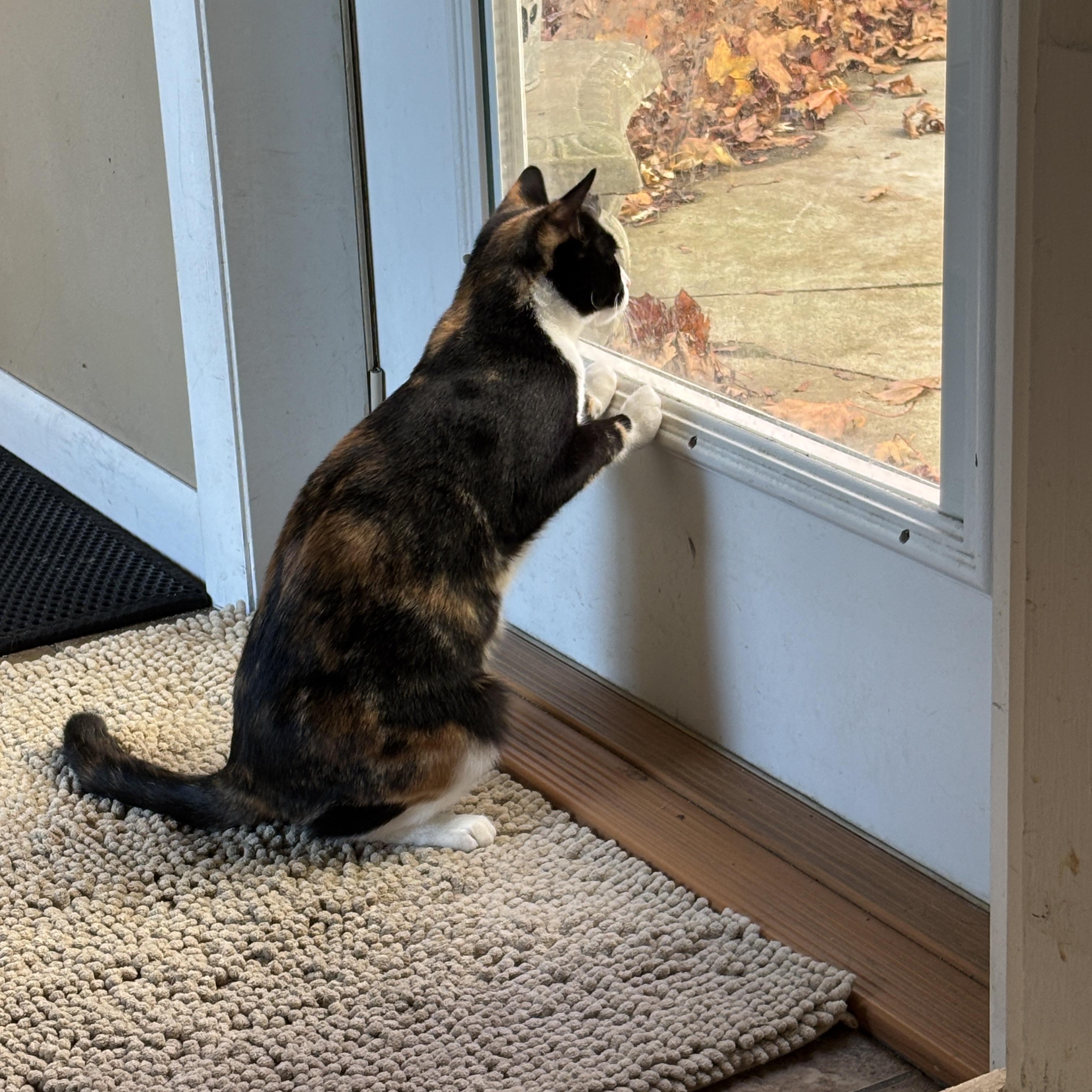 Franny, a Adoptable mixed breed in Sheboygan, WI image 2/4