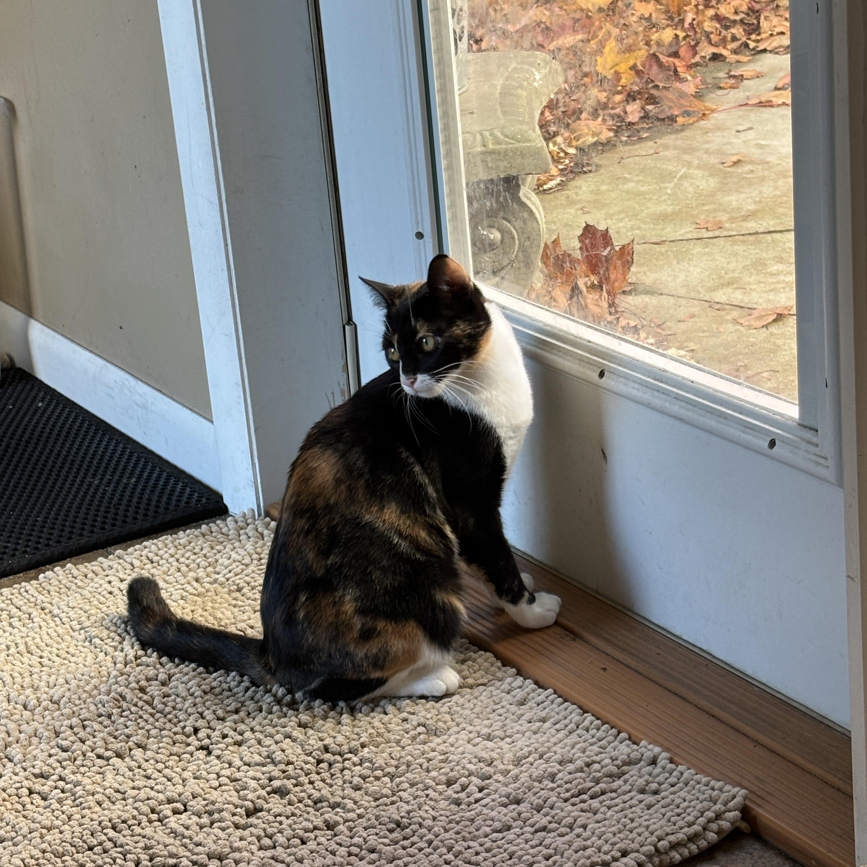 Franny, a Adoptable mixed breed in Sheboygan, WI image 1/4