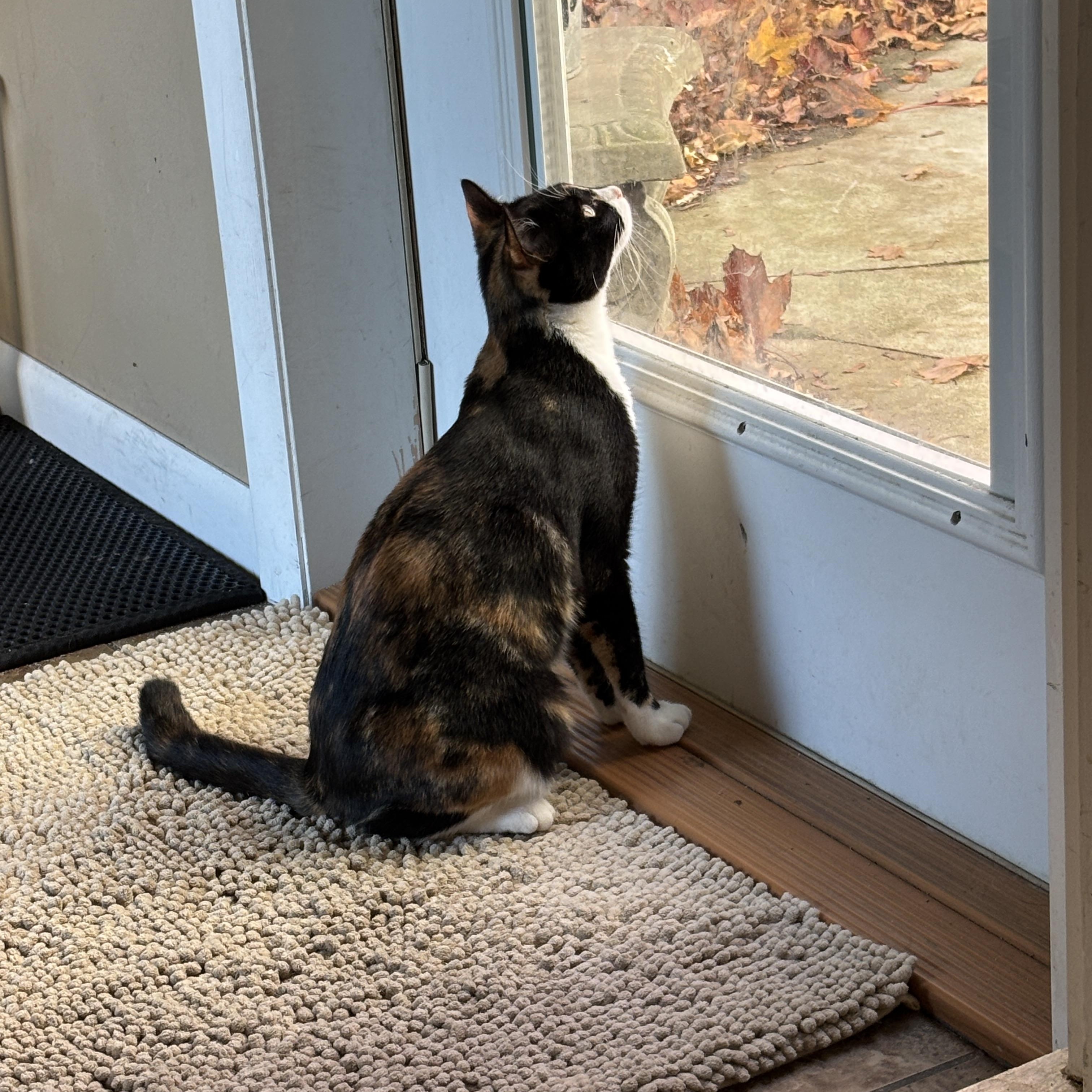 Franny, a Adoptable mixed breed in Sheboygan, WI image 3/4