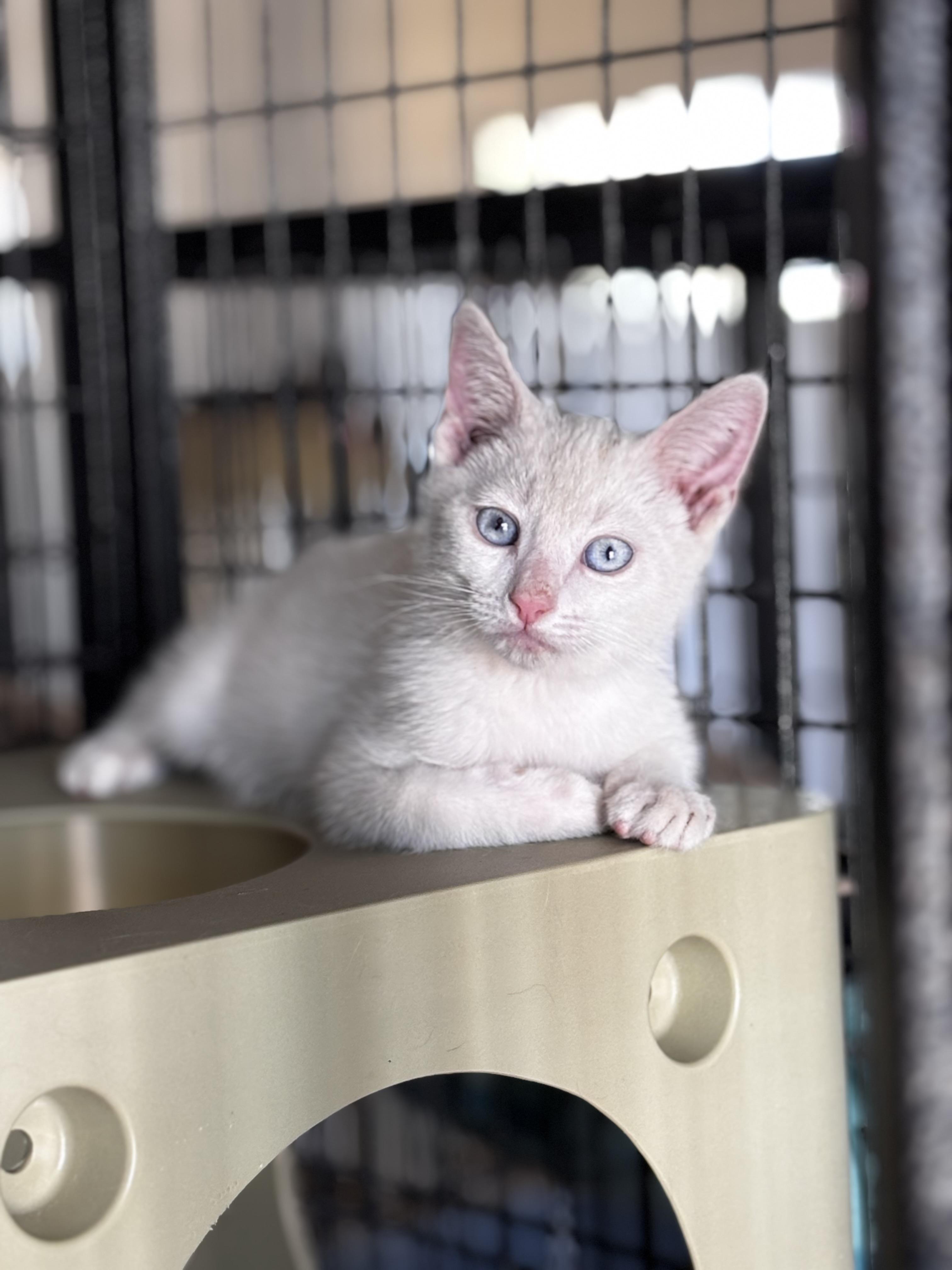 Marshmallow, Adoptable, Kitten Male Siamese.