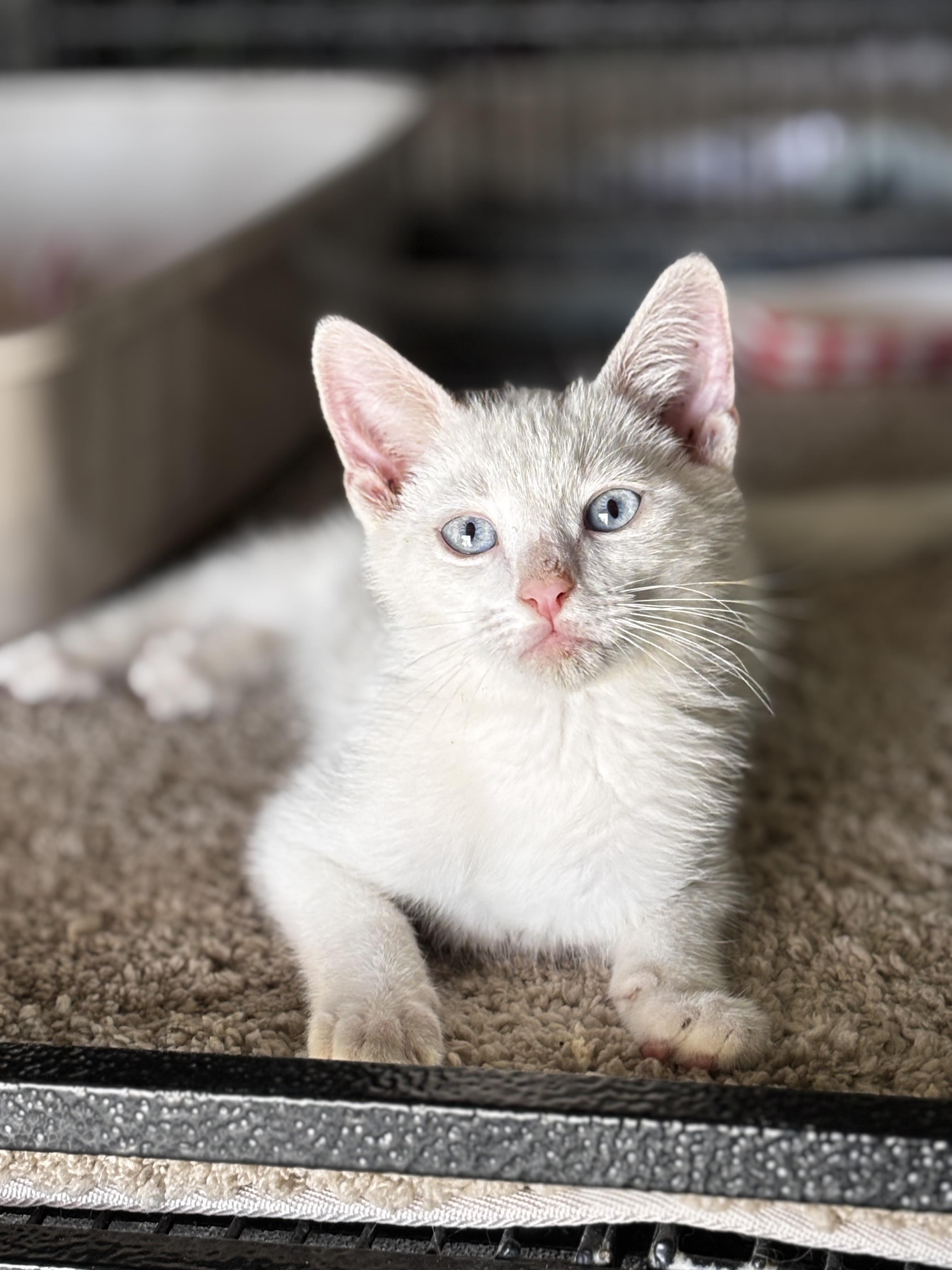 Enlarge Marshmallow, a Adoptable Siamese in Helendale, CA image 2/2