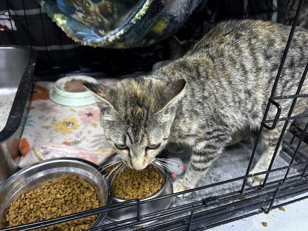 Chilli, Adoptable, Kitten Female Domestic Short Hair.