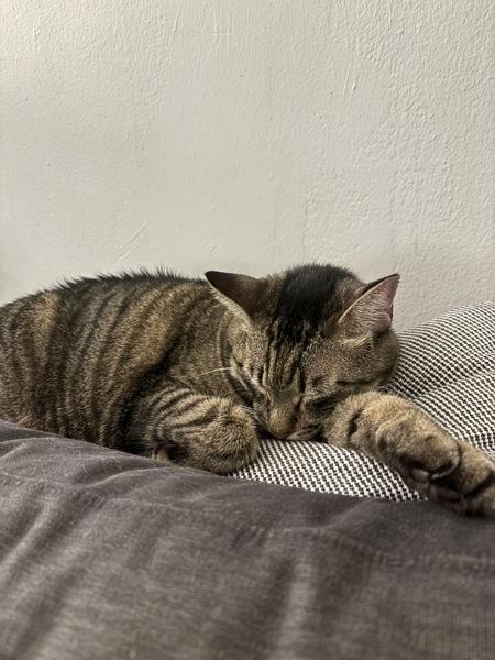 Starr, Adoptable, Senior Male Domestic Short Hair.