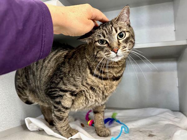 Starr — thumbnail 3