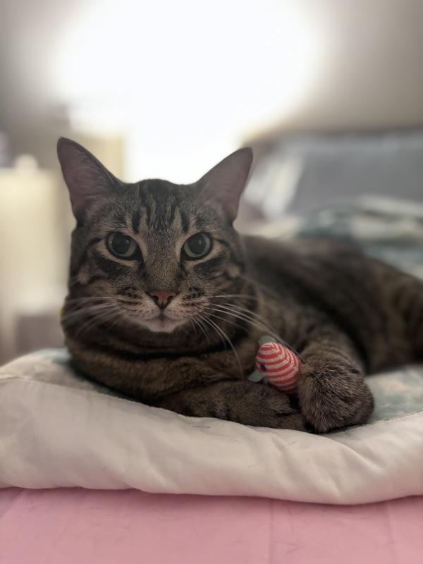 Enlarge Starr, a Adoptable mixed breed in New York, NY image 4/6