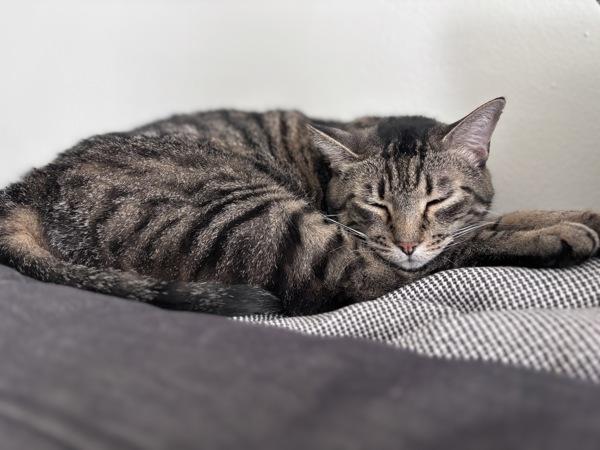 Starr — thumbnail 5