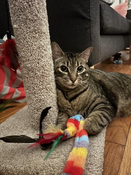 Enlarge Starr, a Adoptable mixed breed in New York, NY image 6/6