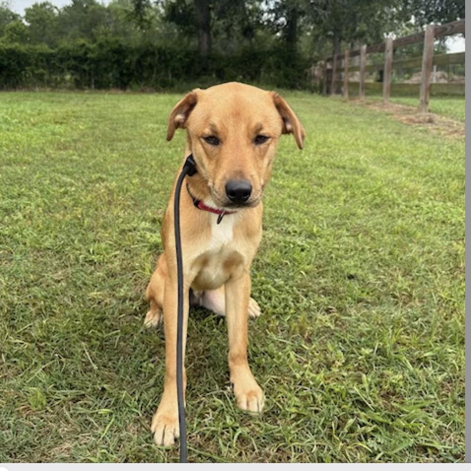 Enlarge CHIPS, a ADOPTABLE mixed breed in bangor, ME image 2/5