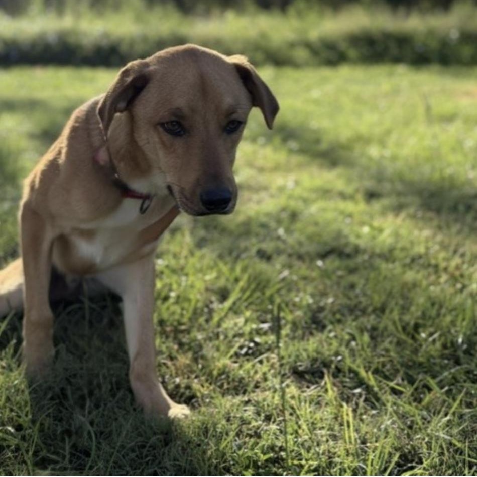 Enlarge CHIPS, a ADOPTABLE mixed breed in bangor, ME image 5/5