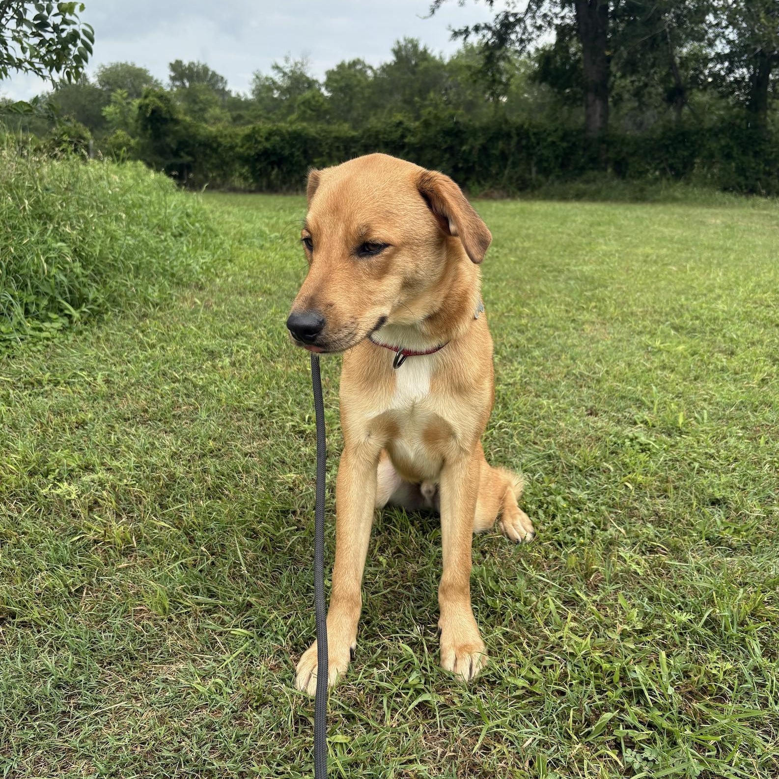 Enlarge CHIPS, a ADOPTABLE mixed breed in bangor, ME image 3/5