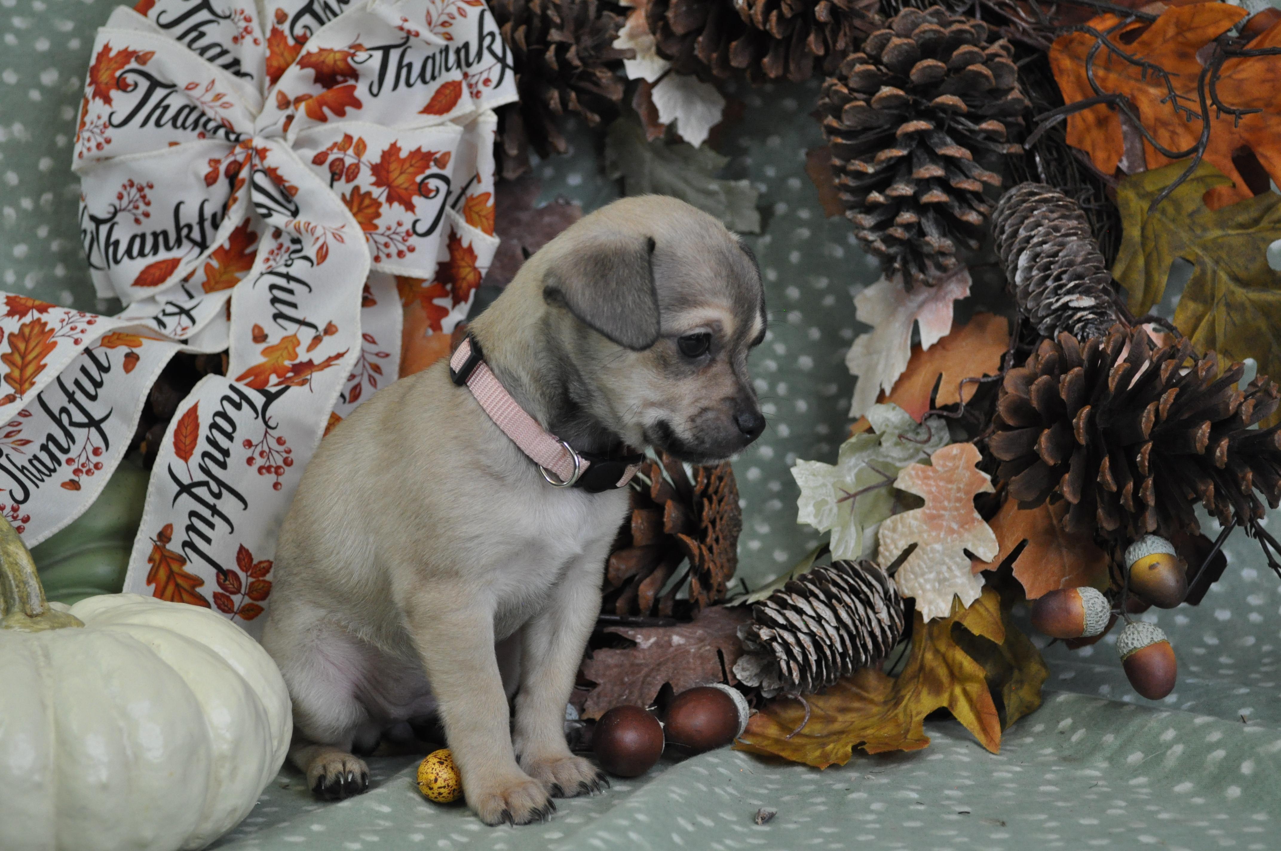 Alessa, Adoptable, Puppy Female Chihuahua & Mixed Breed.