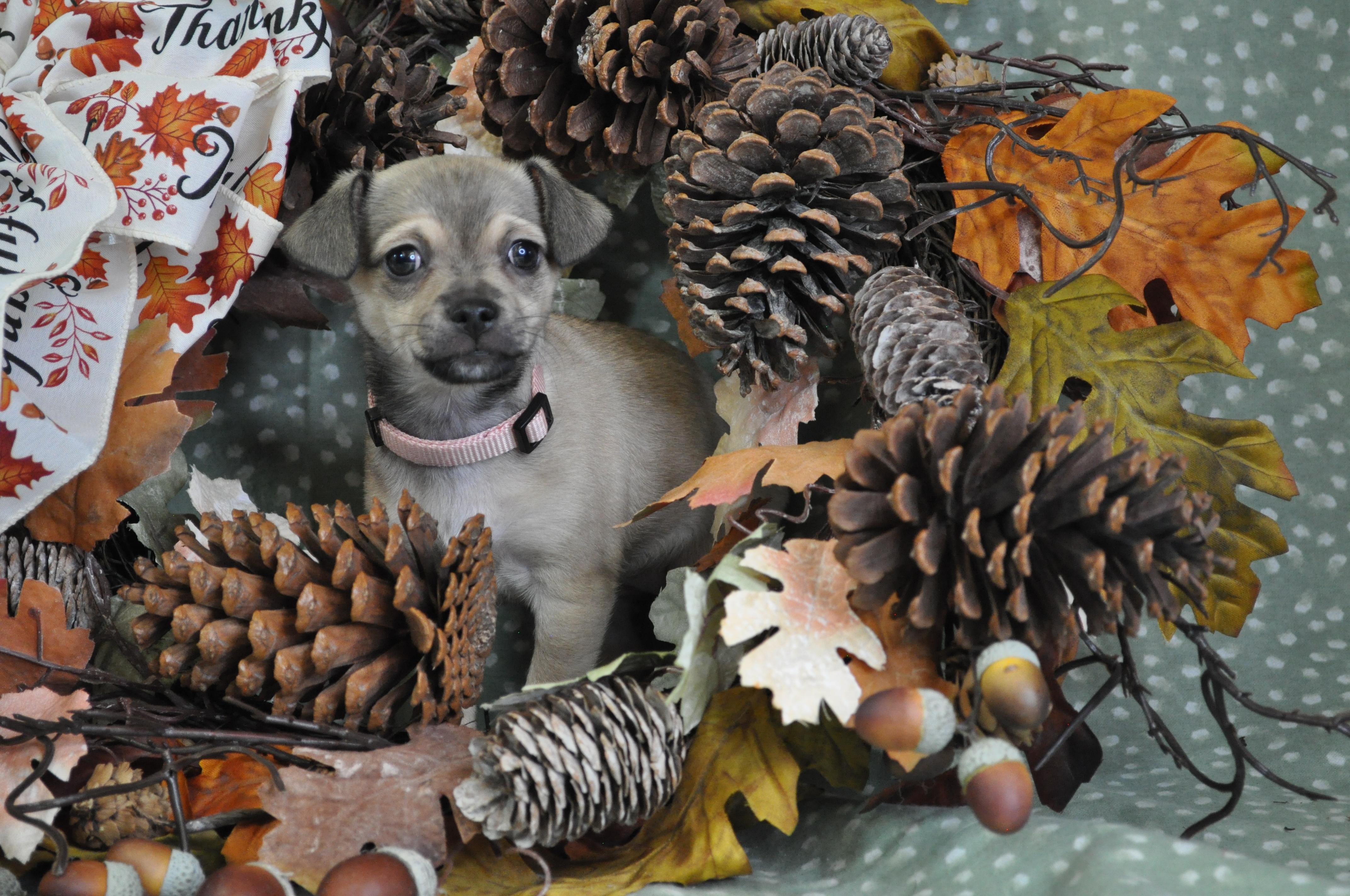 Alessa, a Adoptable mixed breed in Union Gap, WA image 2/6