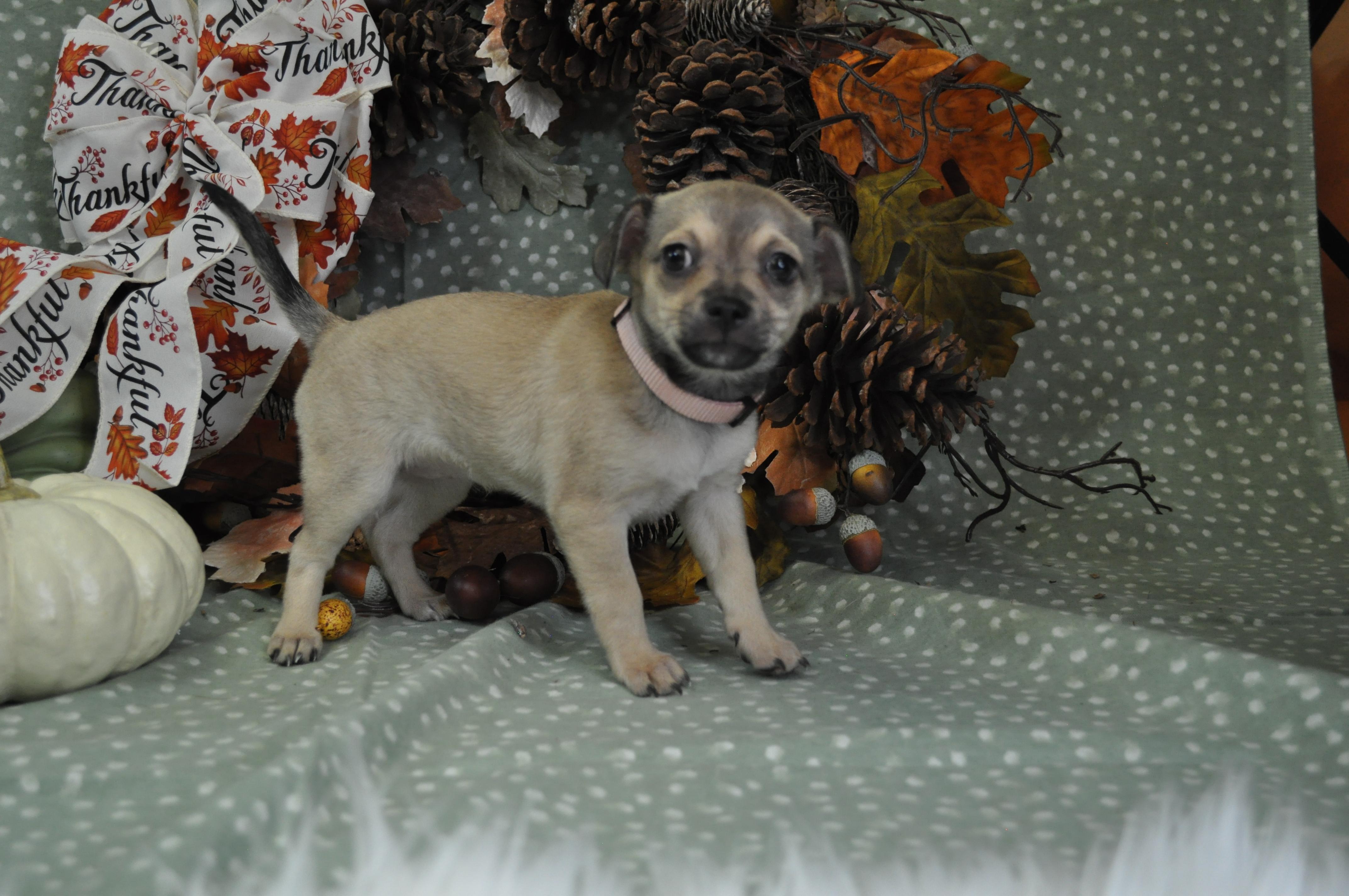 Alessa, a Adoptable mixed breed in Union Gap, WA image 3/6