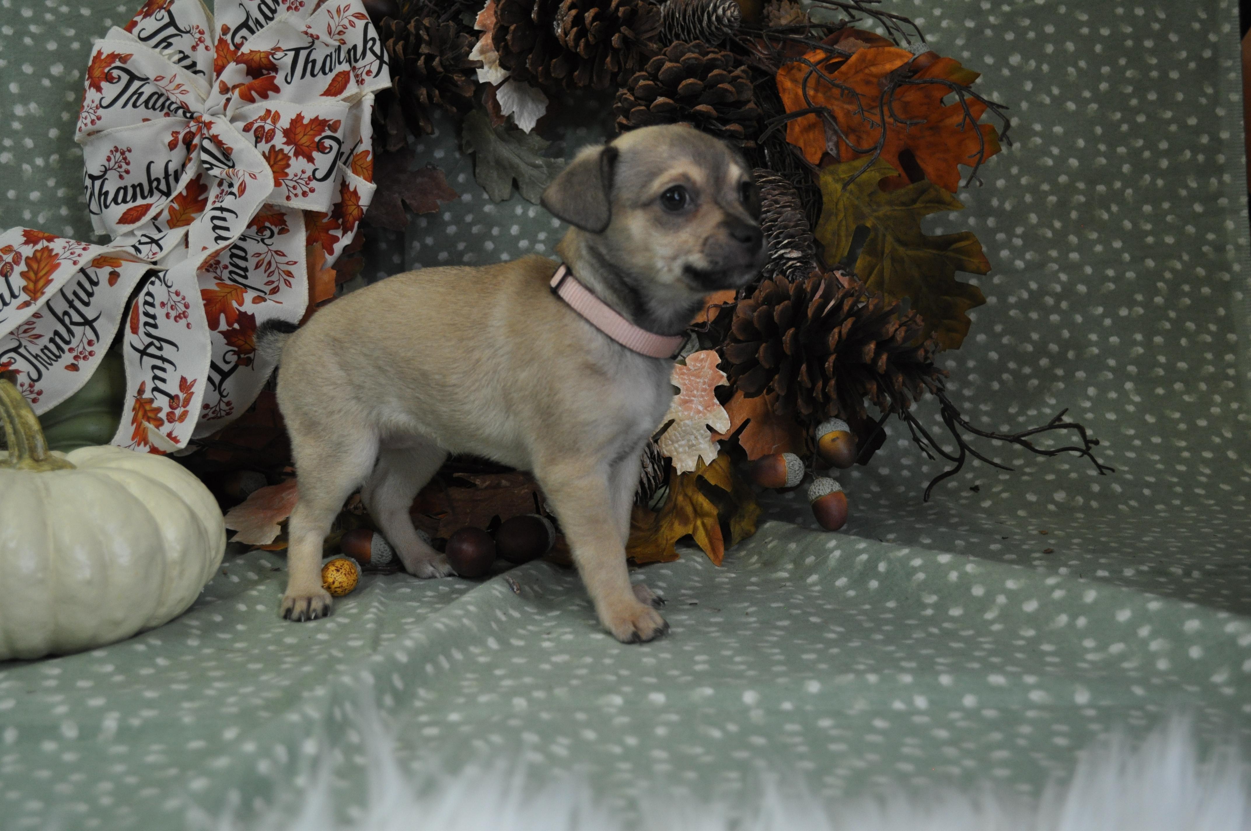 Alessa, a Adoptable mixed breed in Union Gap, WA image 6/6