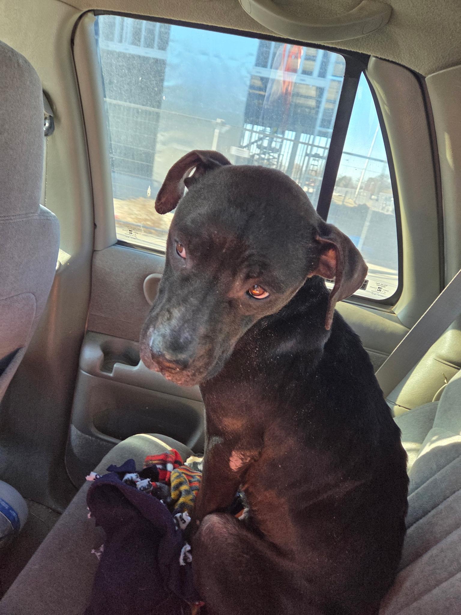 Remi, Adoptable, Young Female American Staffordshire Terrier.