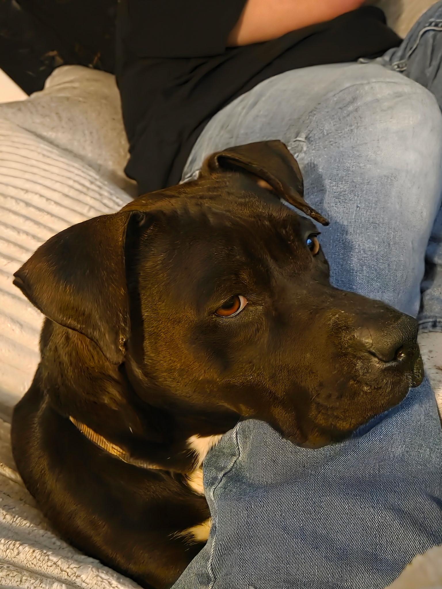 Enlarge Remi, a Adoptable American Staffordshire Terrier in Jerome, ID image 2/6