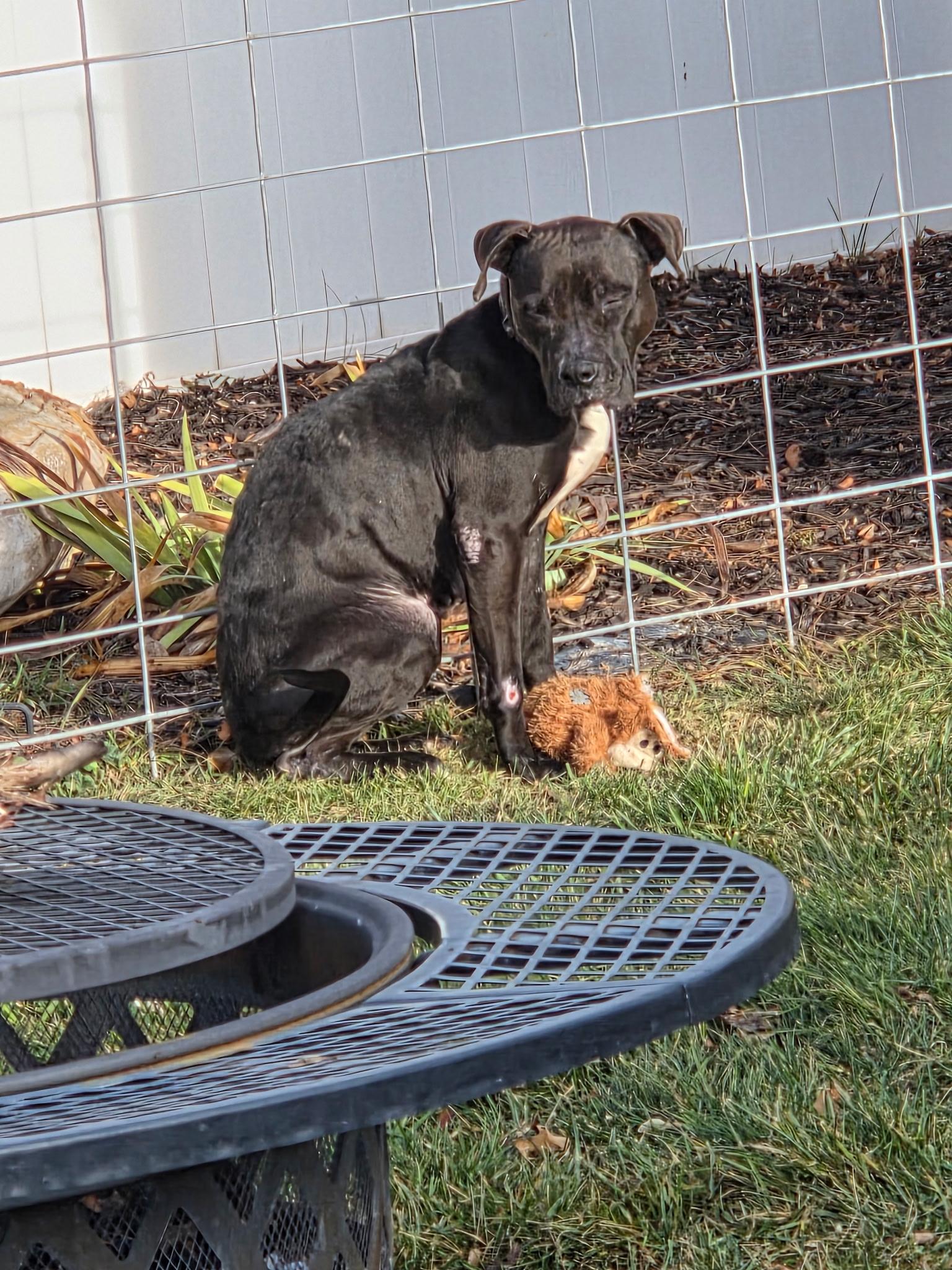 Enlarge Remi, a Adoptable American Staffordshire Terrier in Jerome, ID image 6/6