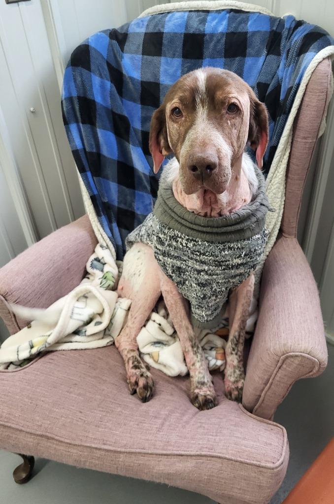 Enlarge Moose, a Adoptable Hound in Medford, WI image 1/2