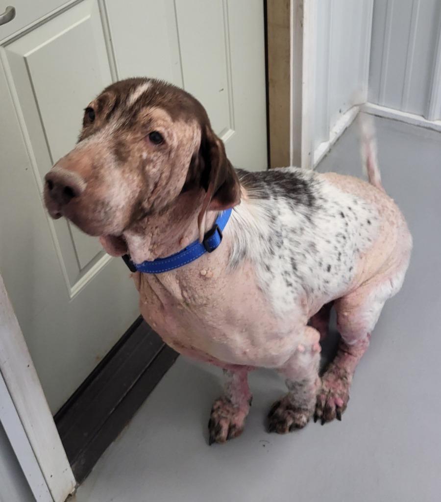 Moose, Adoptable, Adult Male Hound.