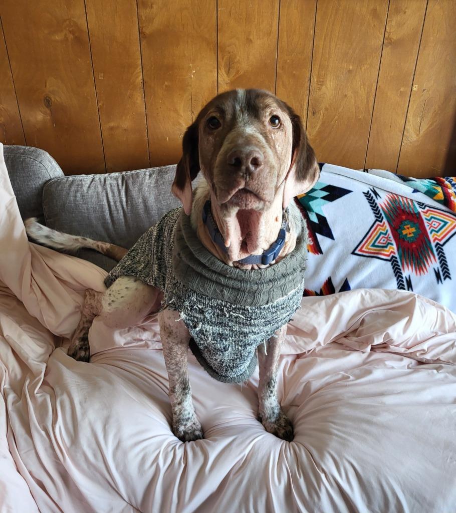 Enlarge Moose, a Adoptable Hound in Medford, WI image 1/3