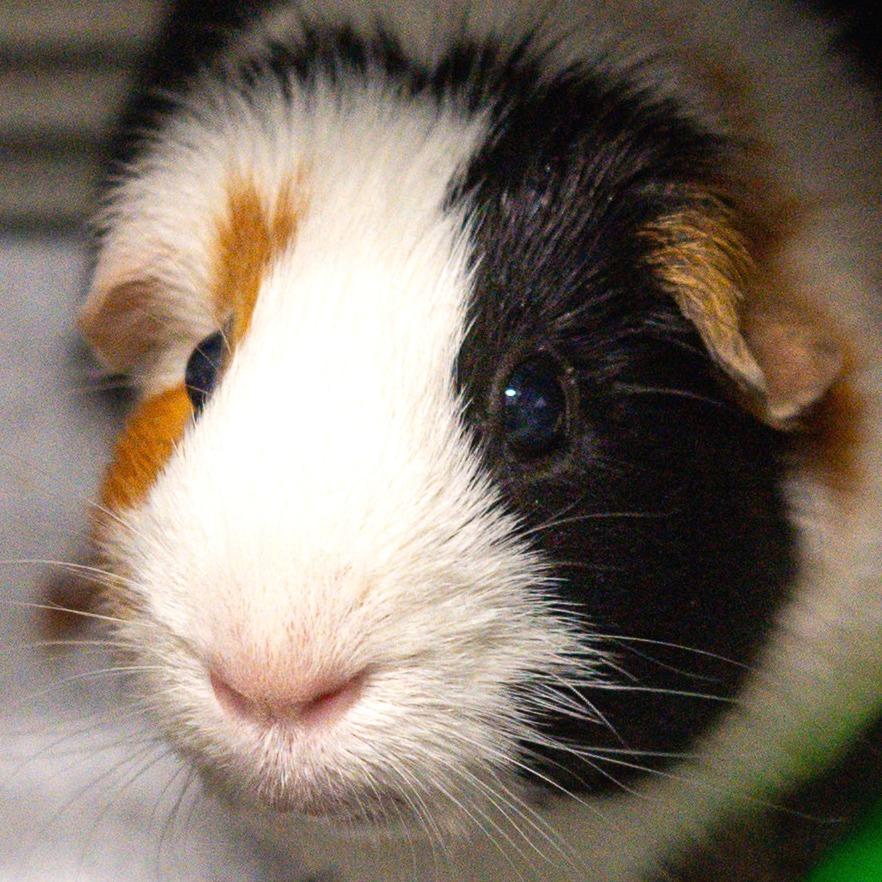Luma *Bonded w/ Ginger*, Adoptable, Adult Female Guinea Pig.