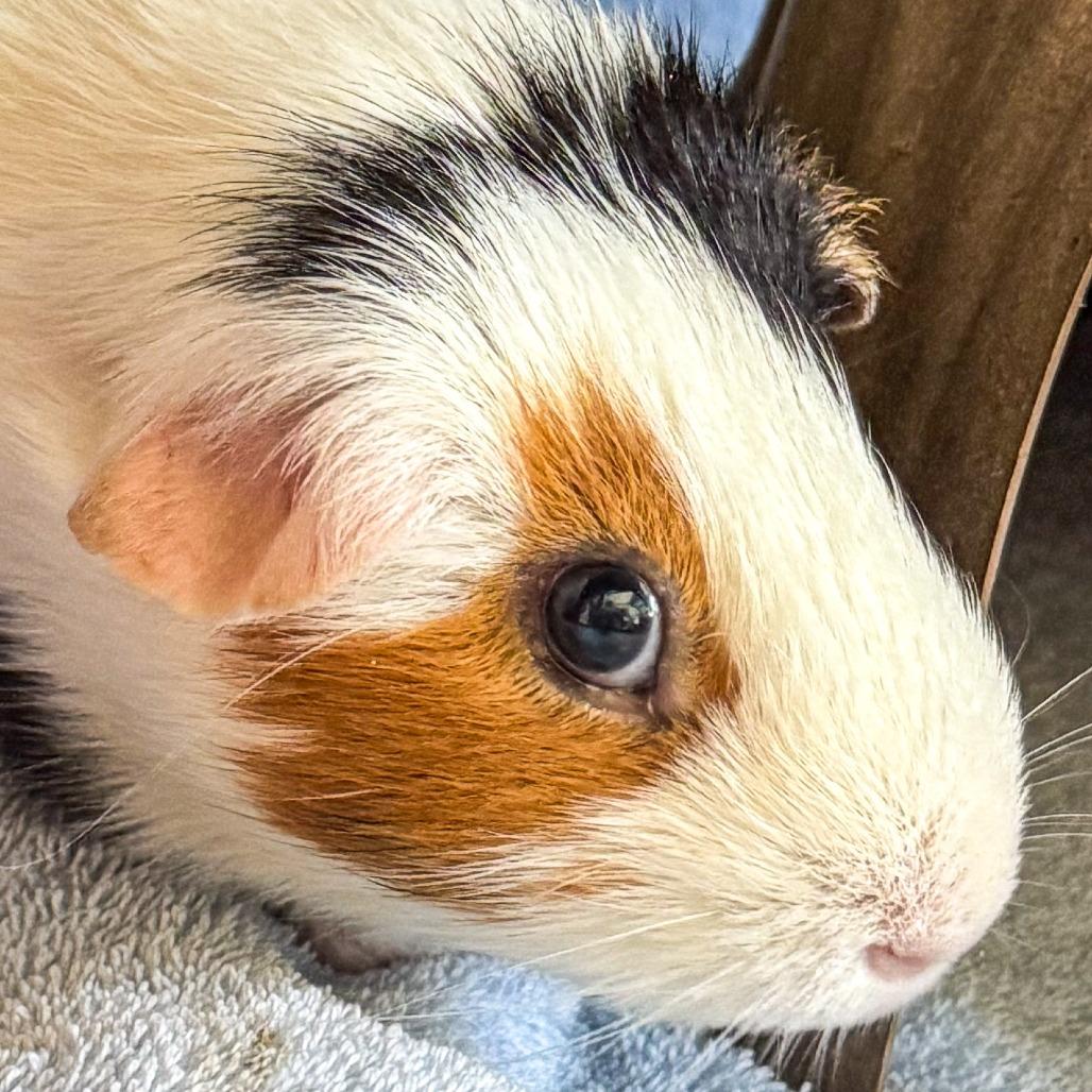 Enlarge Luma *Bonded w/ Ginger*, a Adoptable Guinea Pig in Kennebunk, ME image 2/6