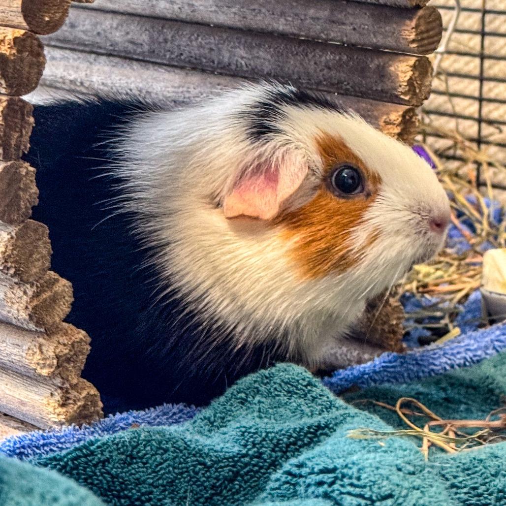 Enlarge Luma *Bonded w/ Ginger*, a Adoptable Guinea Pig in Kennebunk, ME image 3/6