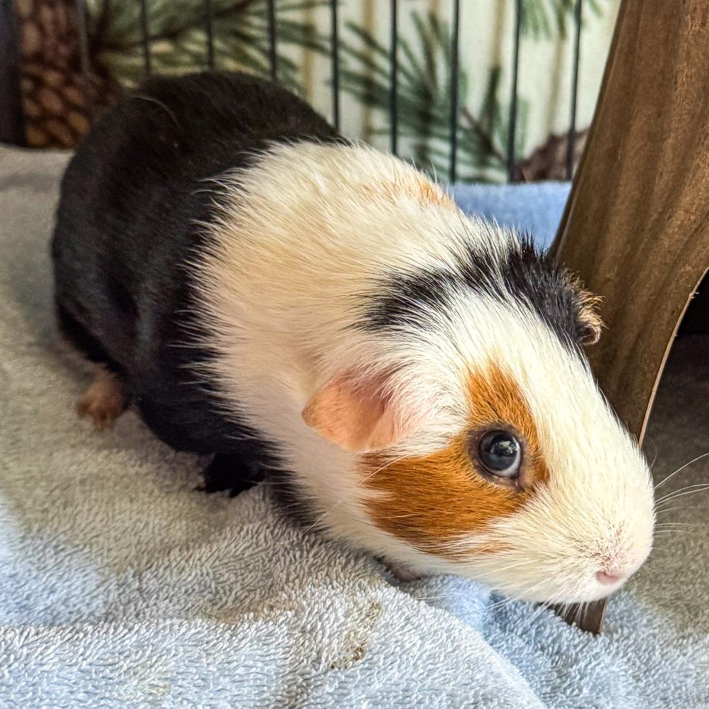 Enlarge Luma *Bonded w/ Ginger*, a Adoptable Guinea Pig in Kennebunk, ME image 4/6