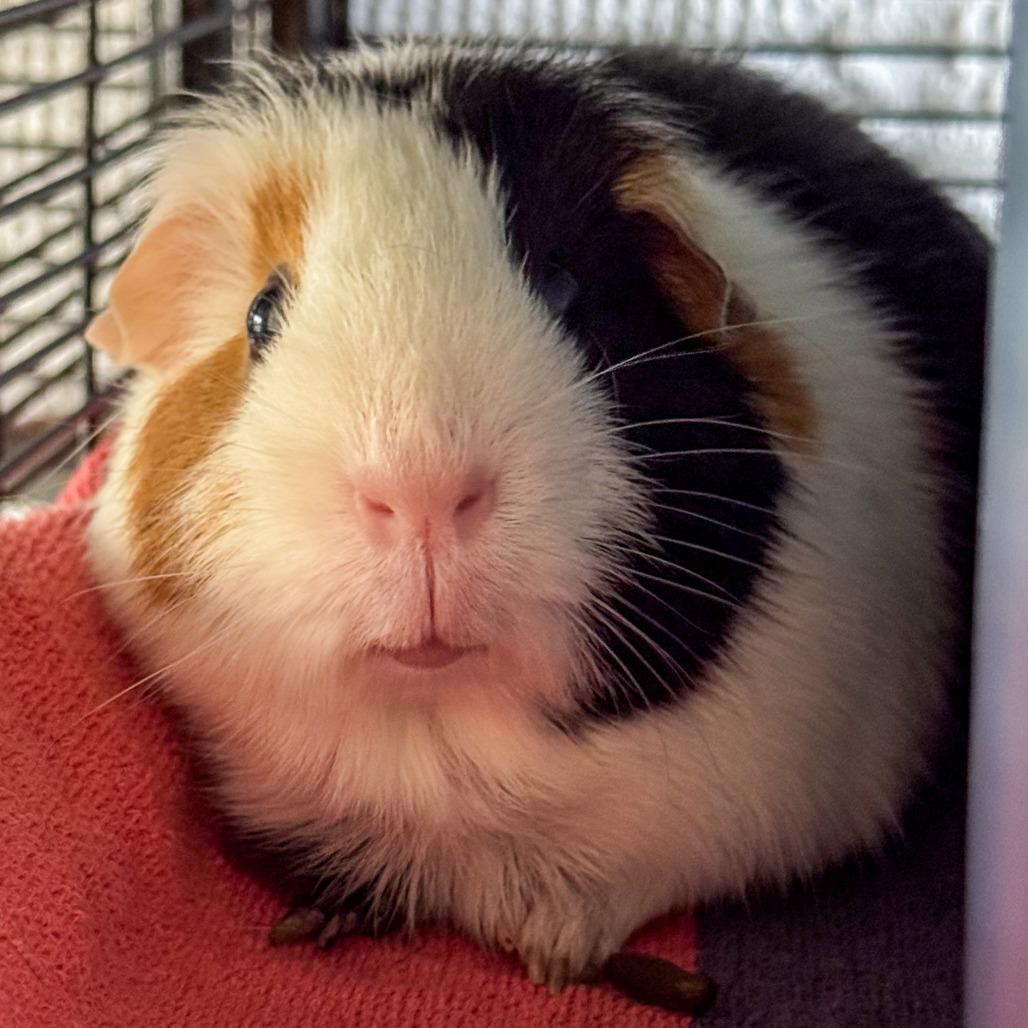 Enlarge Luma *Bonded w/ Ginger*, a Adoptable Guinea Pig in Kennebunk, ME image 5/6