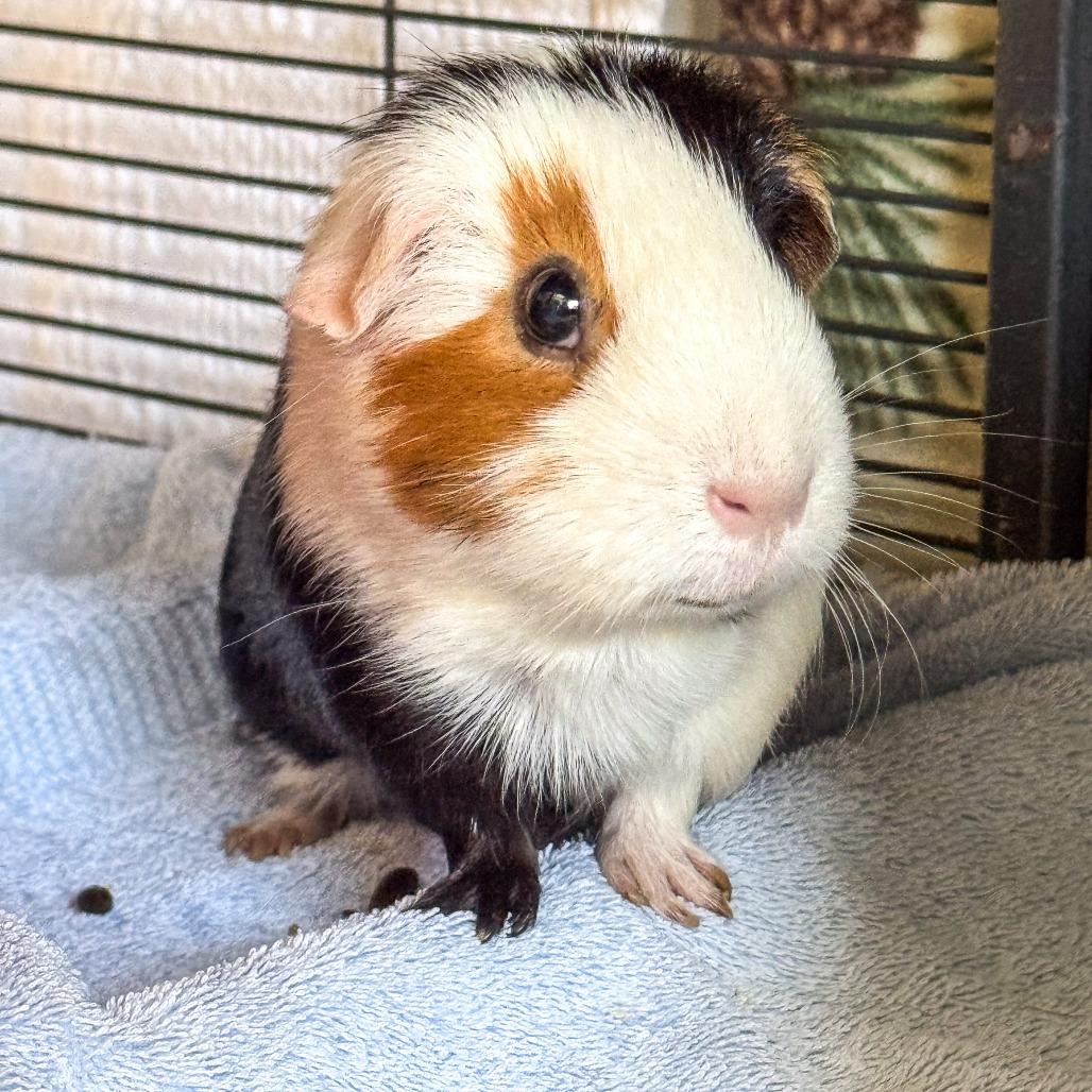 Enlarge Luma *Bonded w/ Ginger*, a Adoptable Guinea Pig in Kennebunk, ME image 6/6