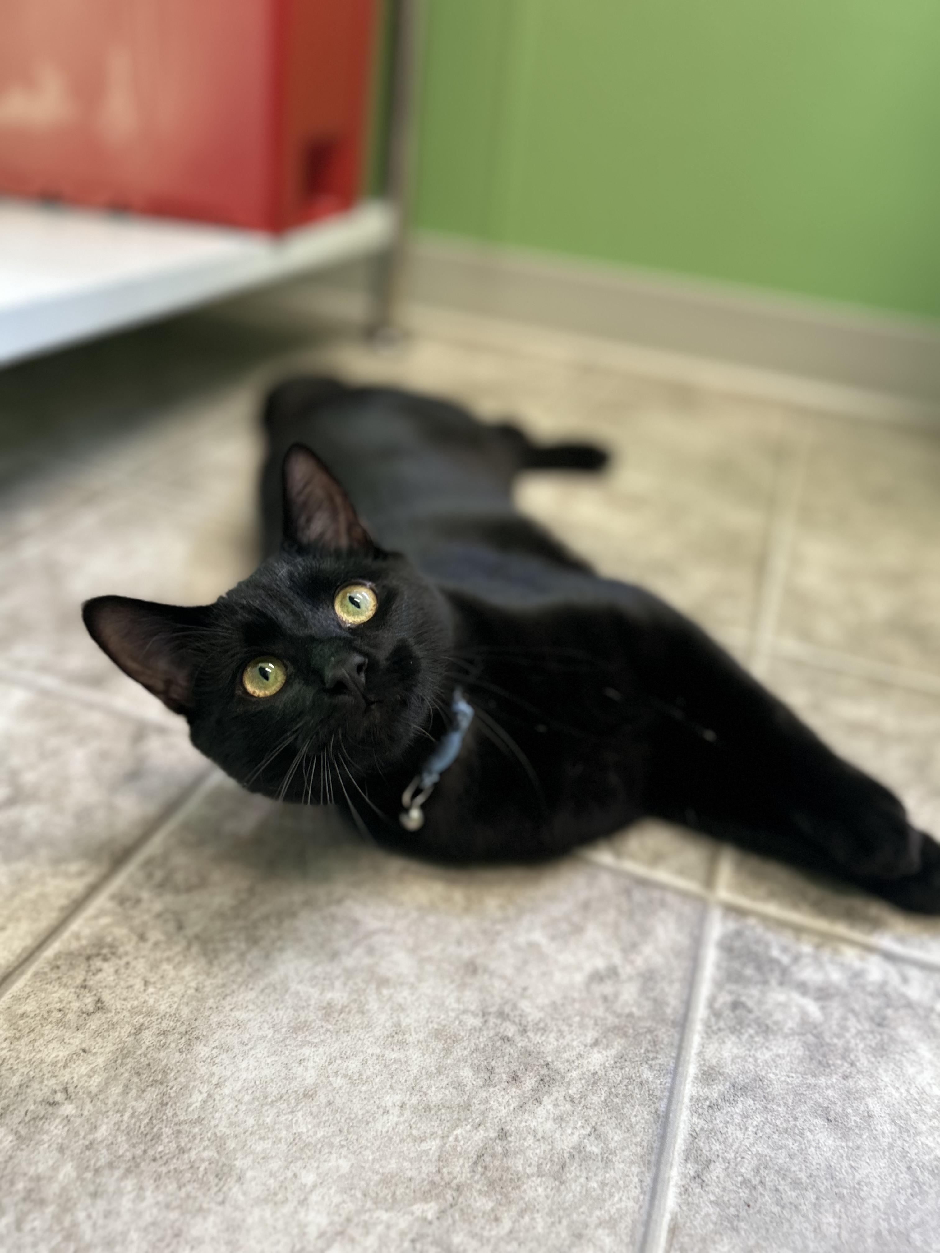 Enlarge Meeks, a Adoptable mixed breed in Greenbelt, MD image 1/6