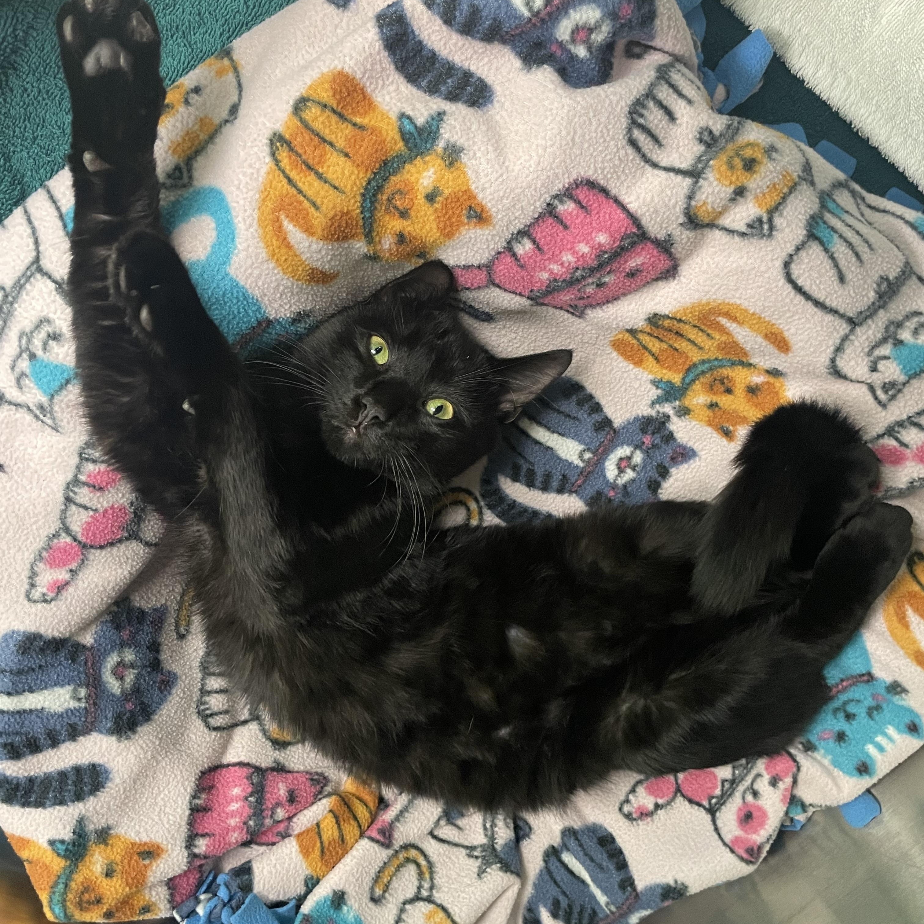 Meeks, Adoptable, Young Male Domestic Short Hair.