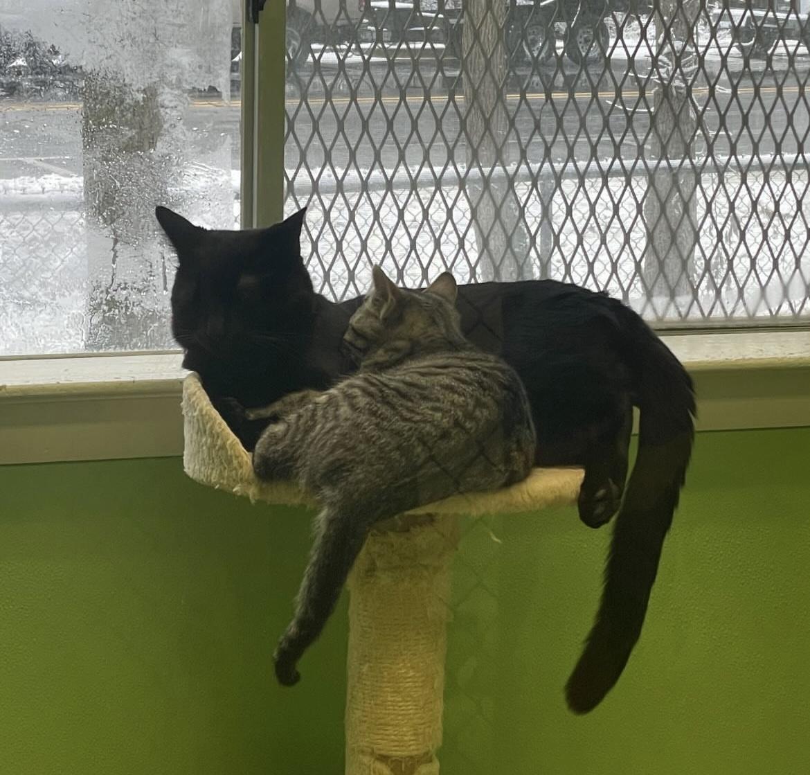 Enlarge Meeks, a Adoptable mixed breed in Greenbelt, MD image 3/6