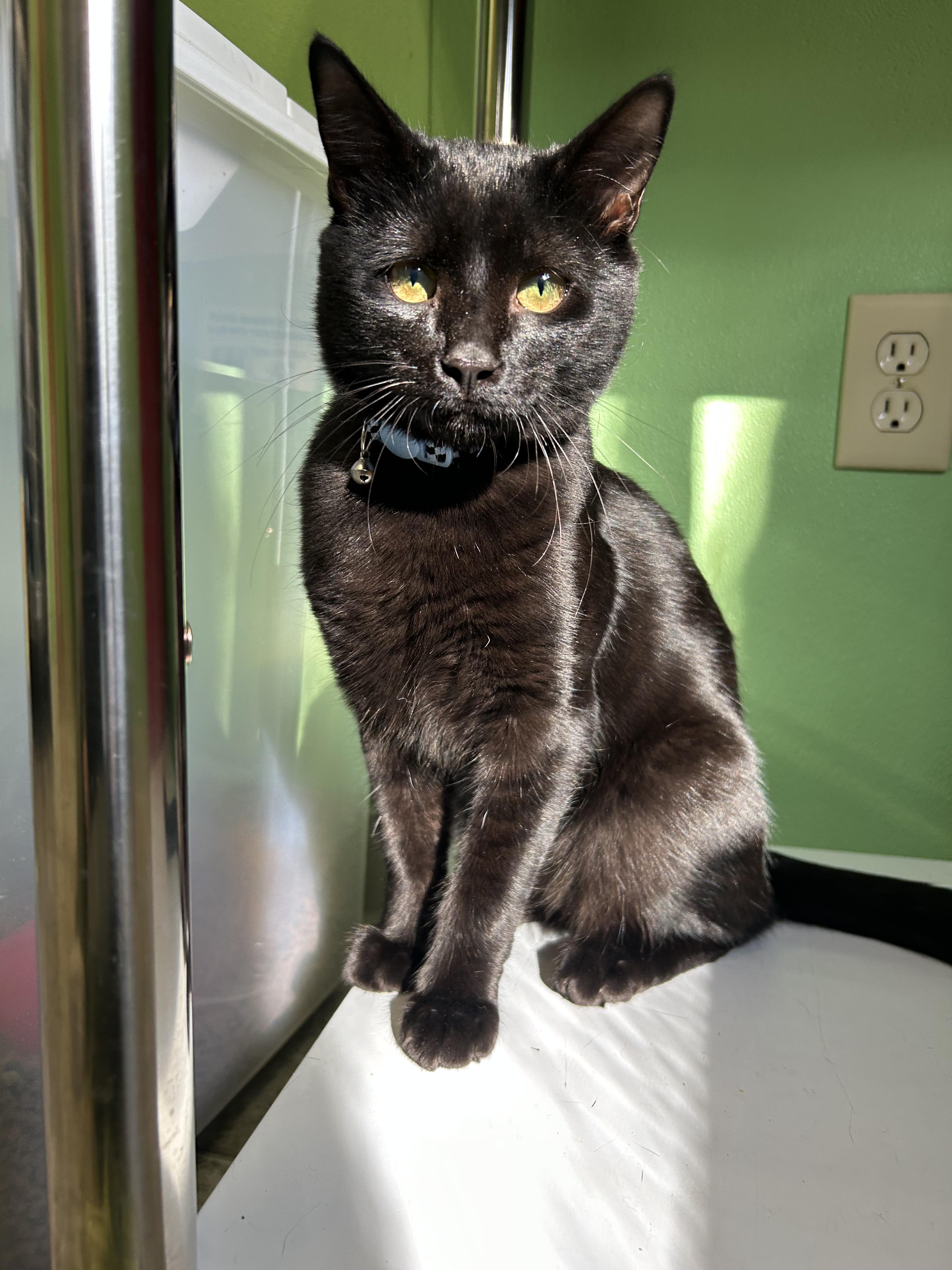 Enlarge Meeks, a Adoptable mixed breed in Greenbelt, MD image 4/6