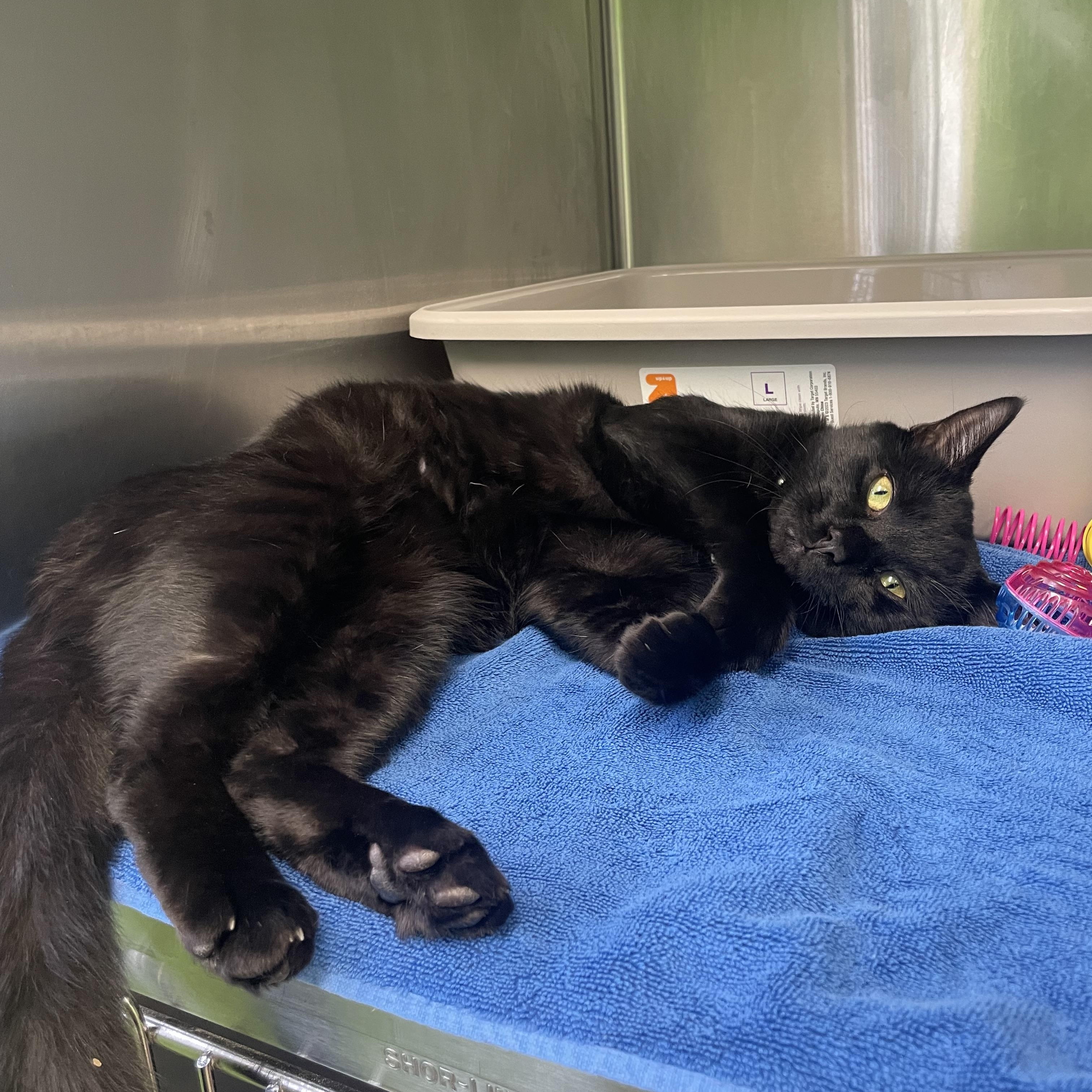 Enlarge Meeks, a Adoptable mixed breed in Greenbelt, MD image 5/6