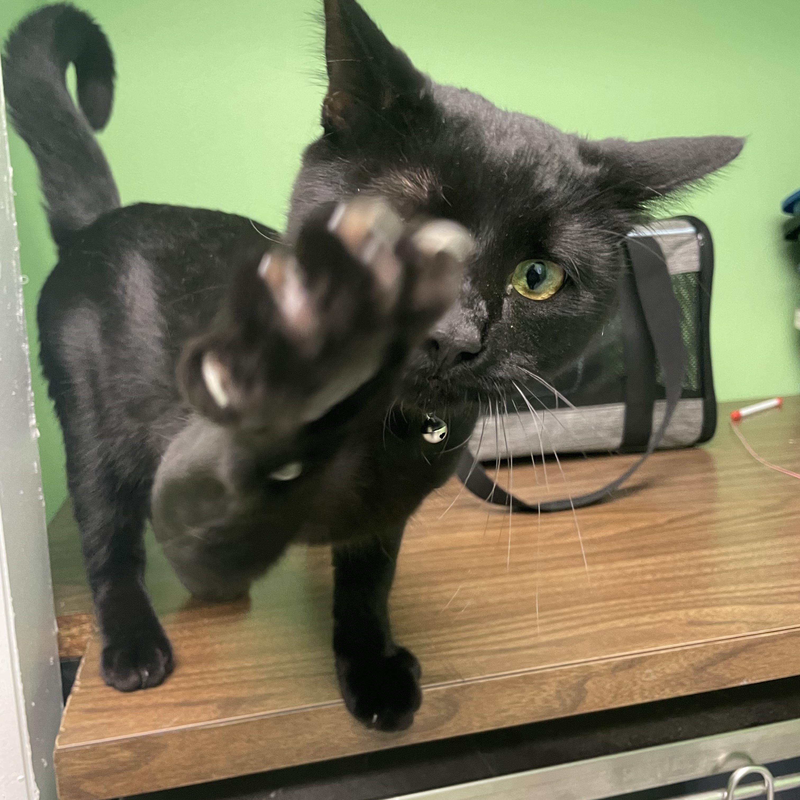 Enlarge Meeks, a Adoptable mixed breed in Greenbelt, MD image 6/6