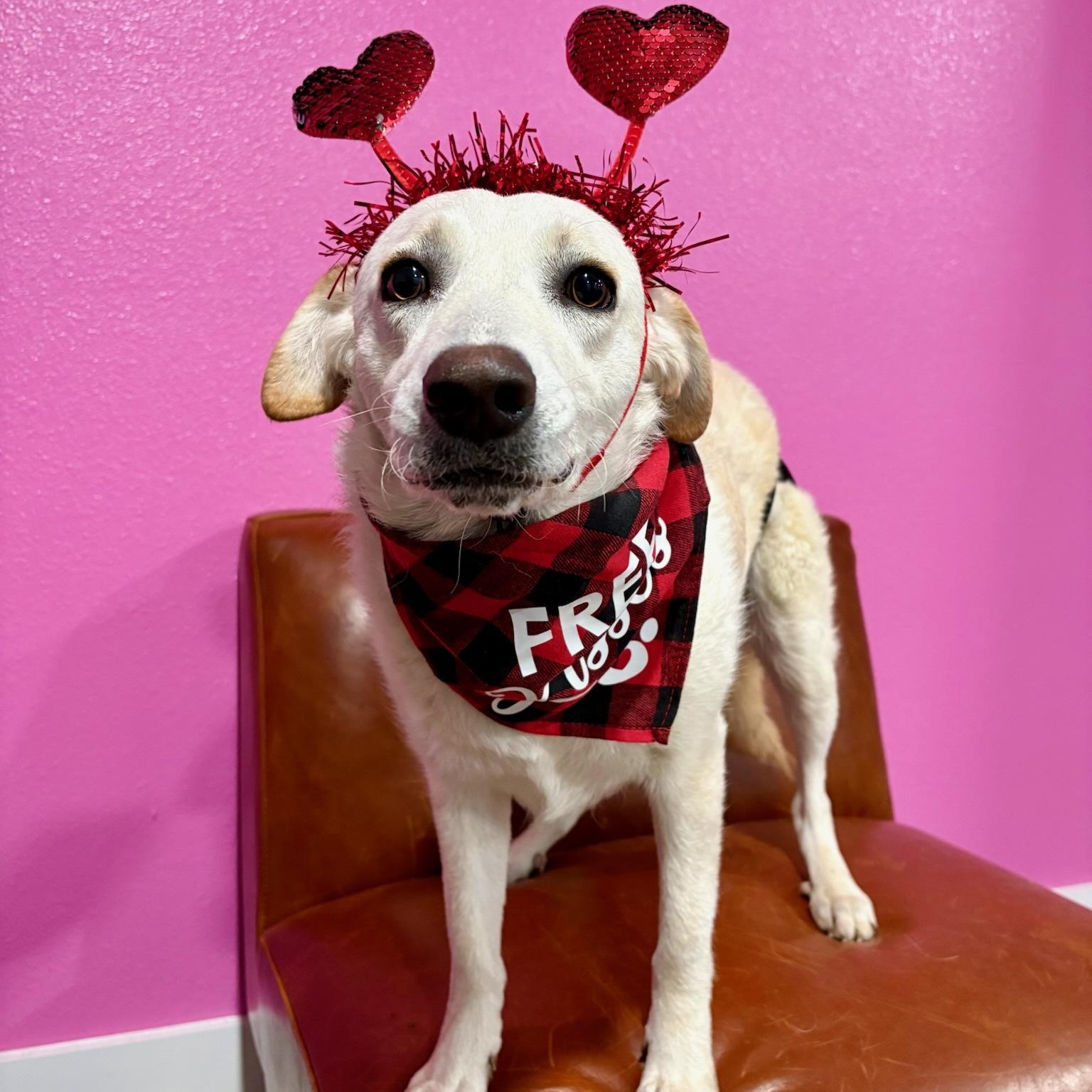 Enlarge Heaven Pearl, a Adoptable mixed breed in Warminster, PA image 3/6