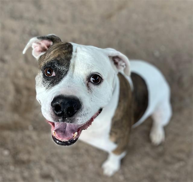 BELLA, Adoptable, Senior Female Pit Bull Terrier & Boxer.