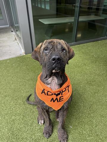 FERNANDO, Adoptable, Adult Male Neapolitan Mastiff.