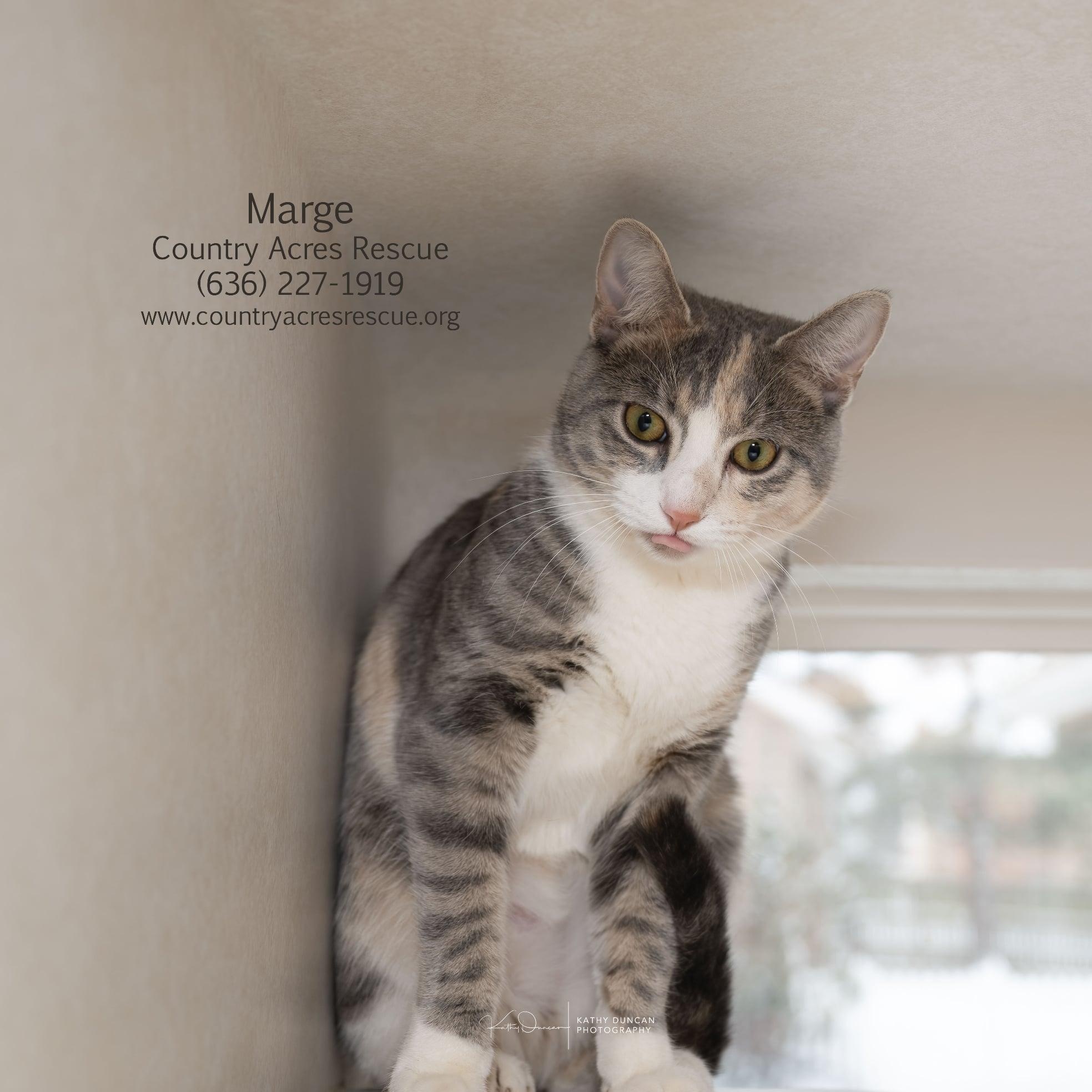 Marge, a ADOPTABLE Domestic Short Hair in Manchester, MO image 3/3