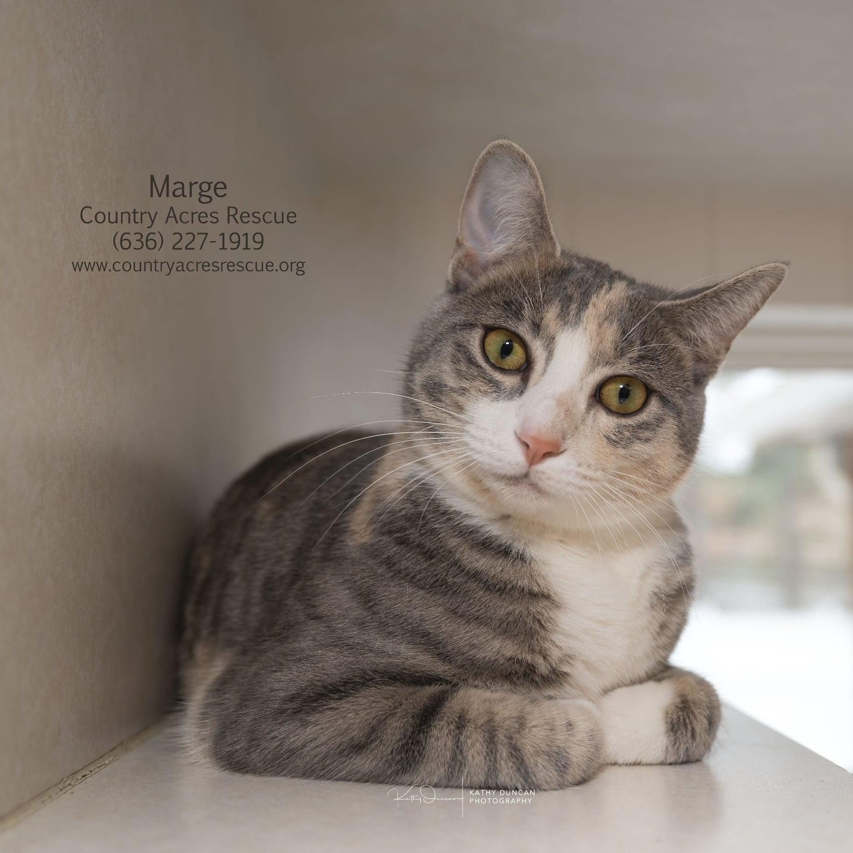 Marge, a ADOPTABLE Domestic Short Hair in Manchester, MO image 1/3