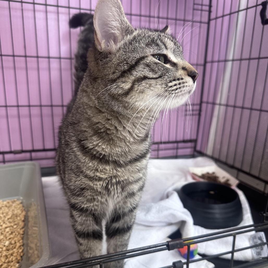 Enlarge Achillobater, a Adoptable Domestic Short Hair in Branson, MO image 3/6